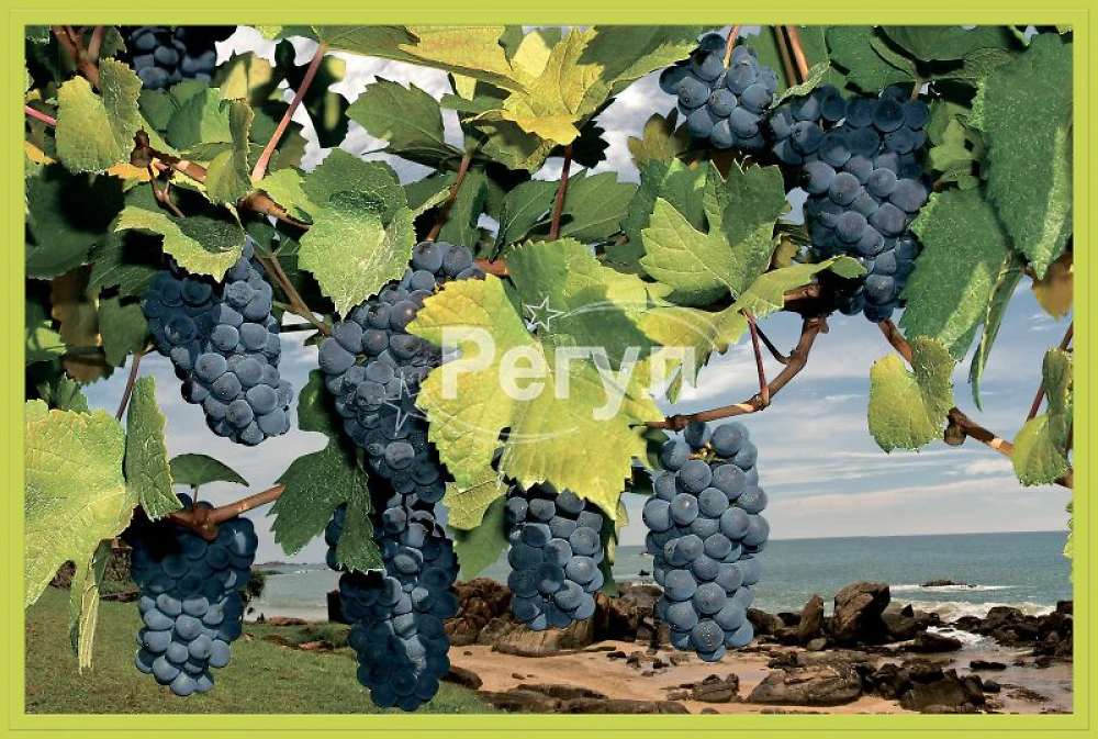 Пластиковое Панно Регул Мерло (3 листа) 944*645мм