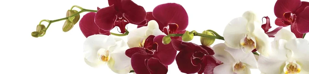 Скінали на кухню Zatarga Орхідеї бордові і білі макро 600х3000 мм