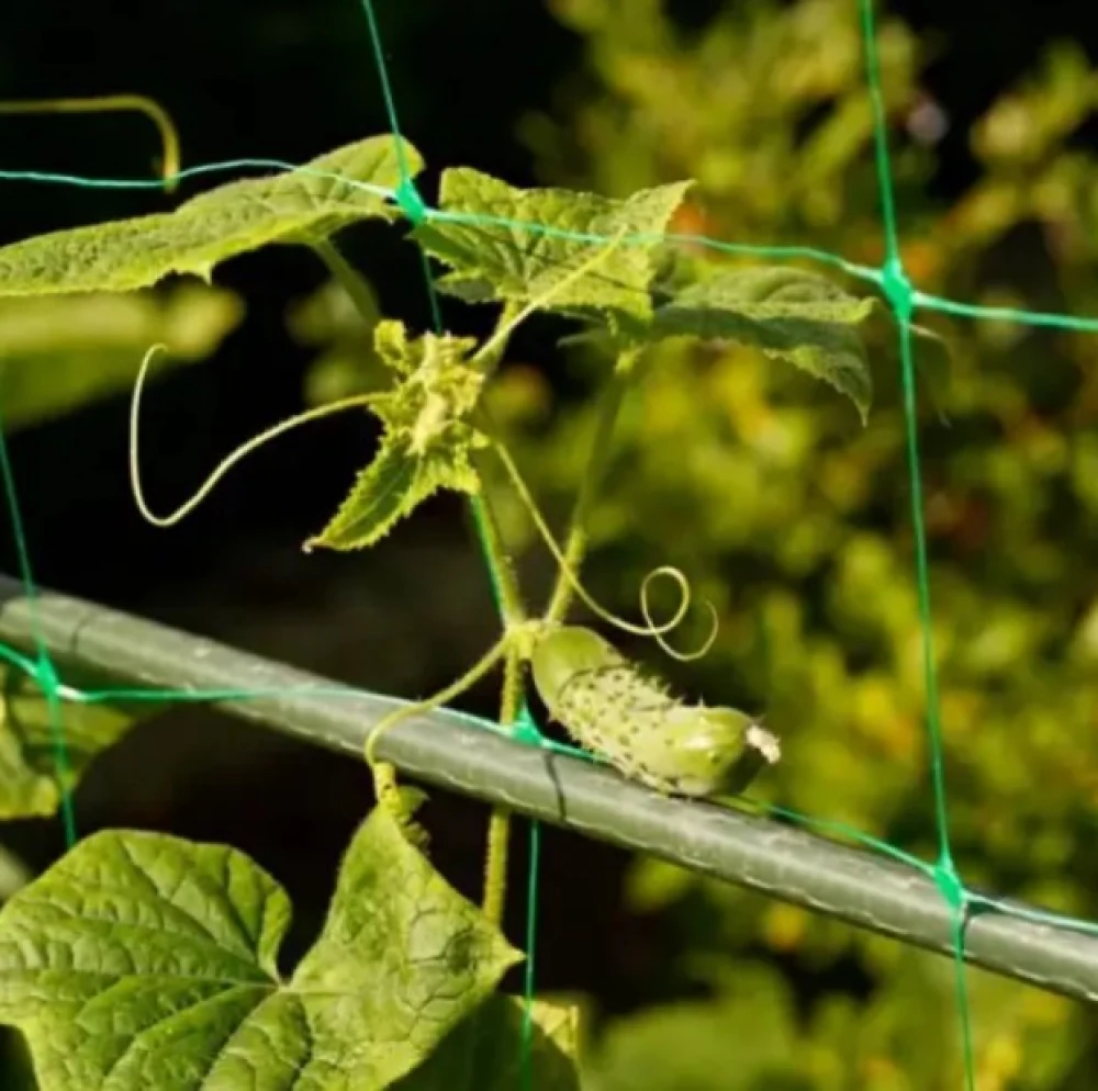 Сітка шпалерна огіркова  1,7х100м