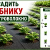 Посадка клубники под агроволокно