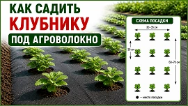 Посадка клубники под агроволокно