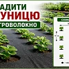 Посадка полуниці під агроволокно