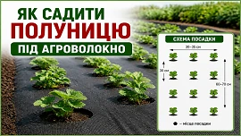 Посадка полуниці під агроволокно