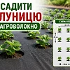 Посадка клубники под агроволокно